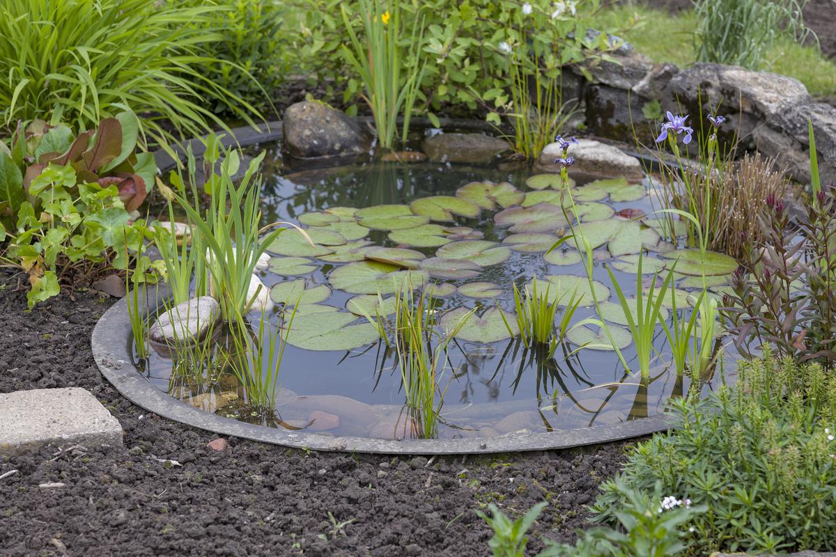 Best Plants to Grow Around a Koi Pond