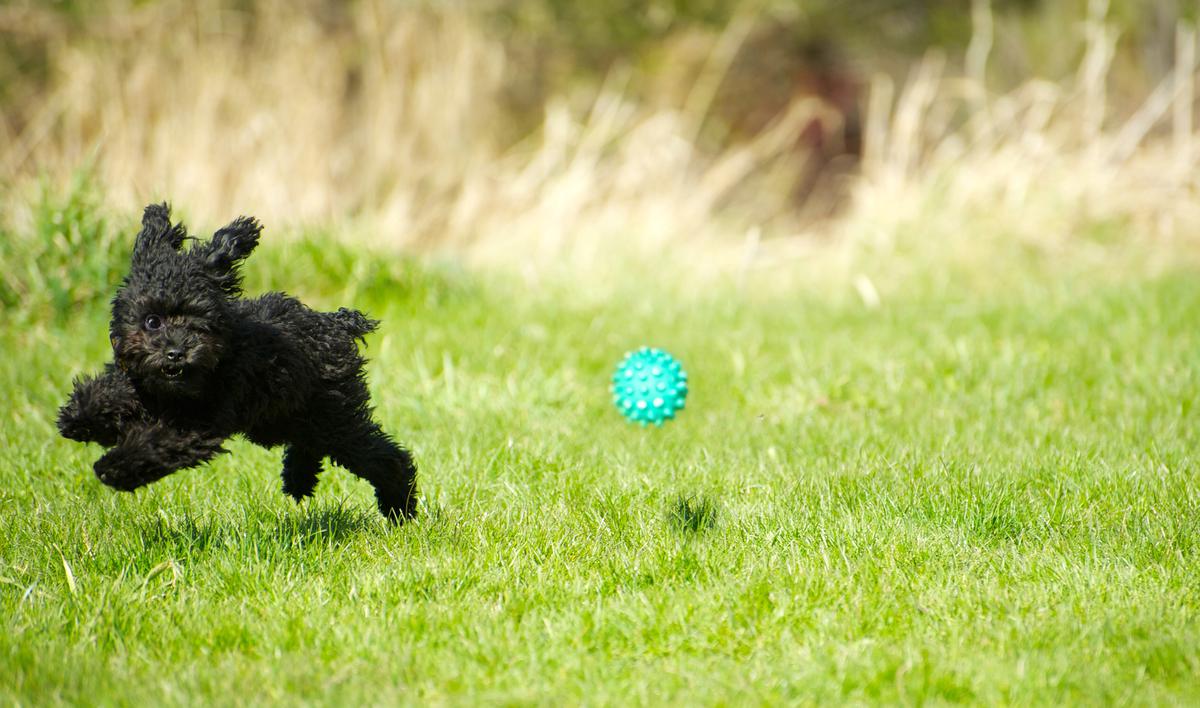 Let your dog play freely and in safety with an invisible fence.