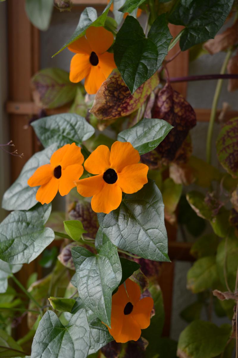 Give your home interior a sunny mood with some perennial daisies known as black-eyed Susans.