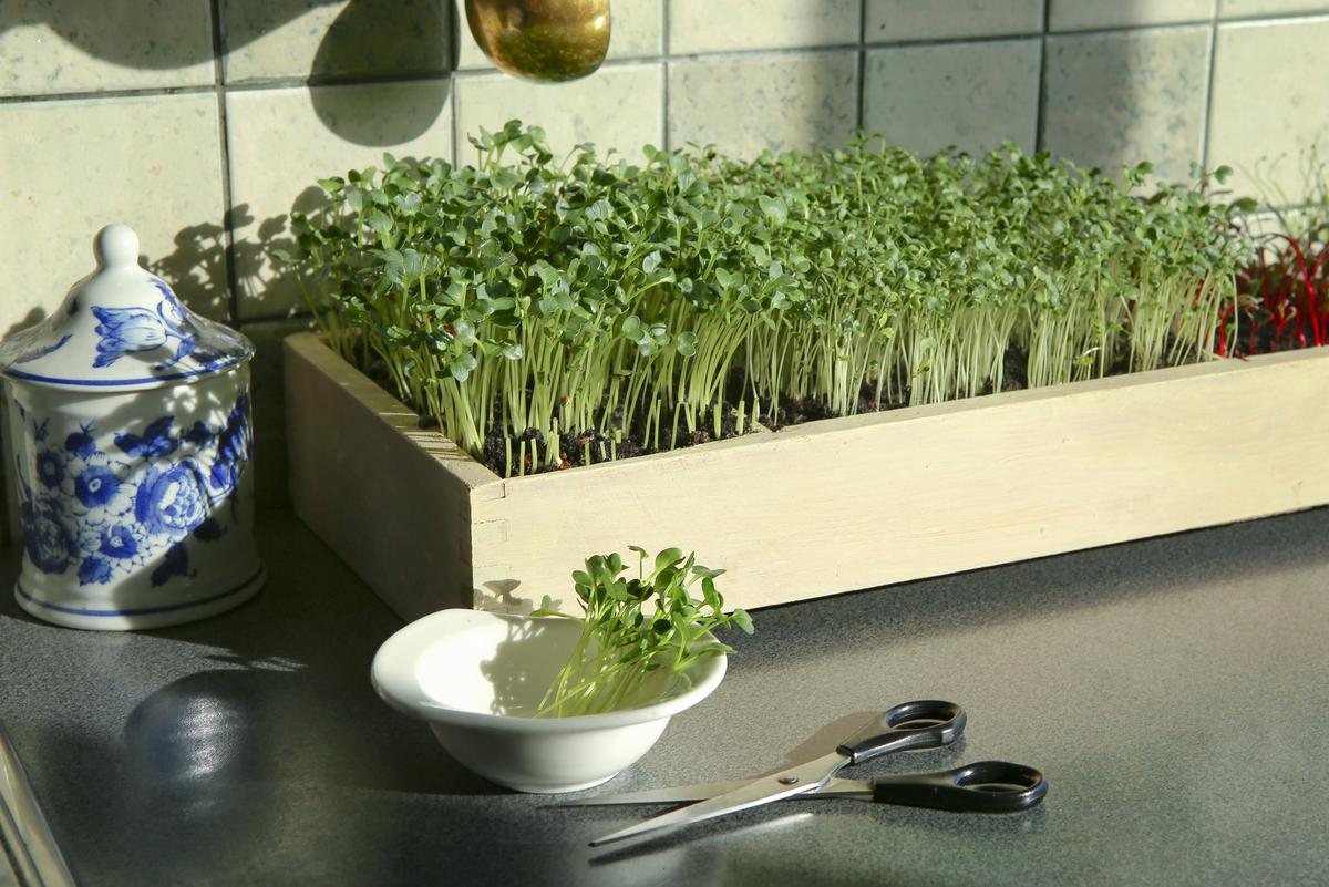 The Benefits of an Indoor Garden
