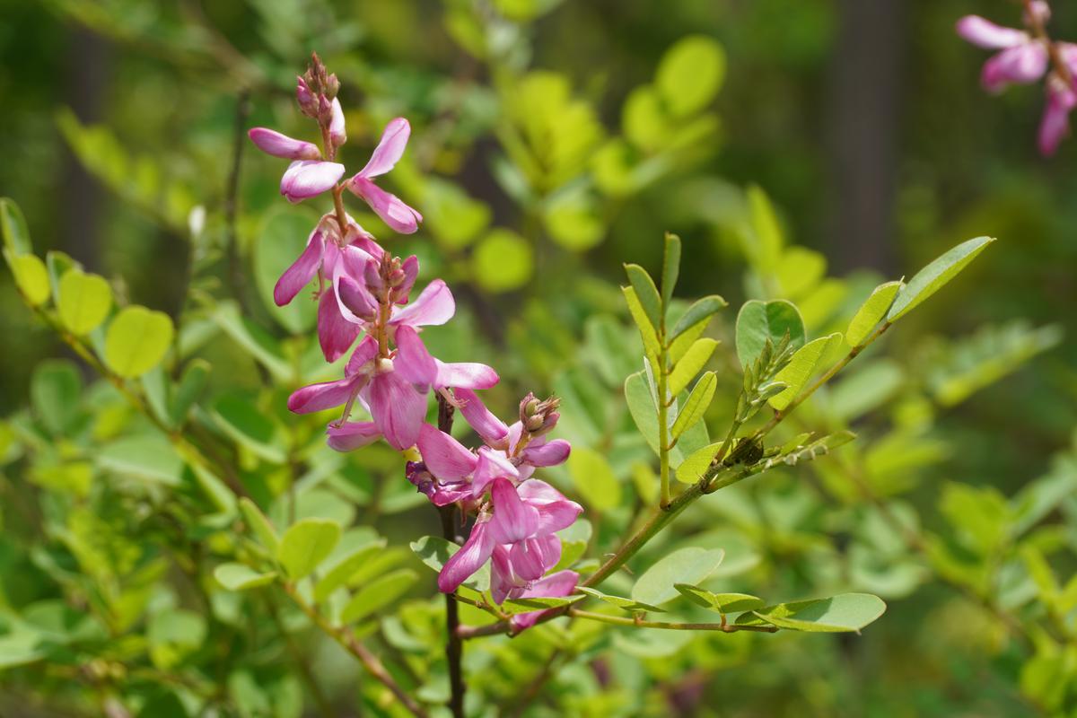 The Indigofera tinctoria plant is used in the production of indigo dye.