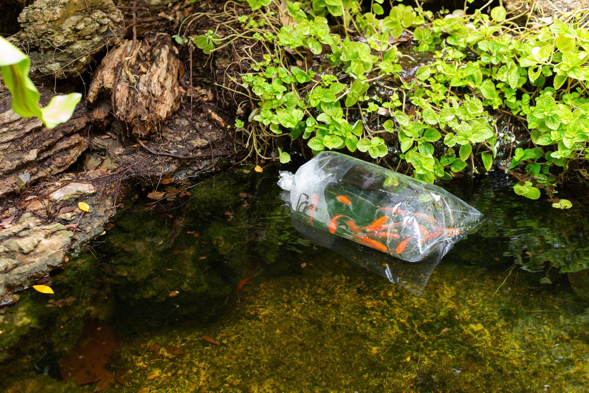 Healthy Habits for Your Living Koi Pond