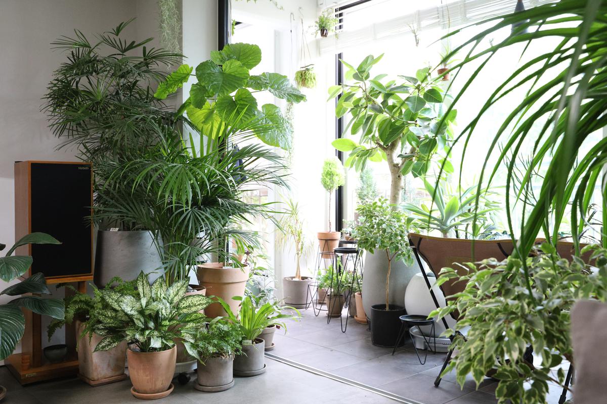 Easiest Plants to Grow Indoors