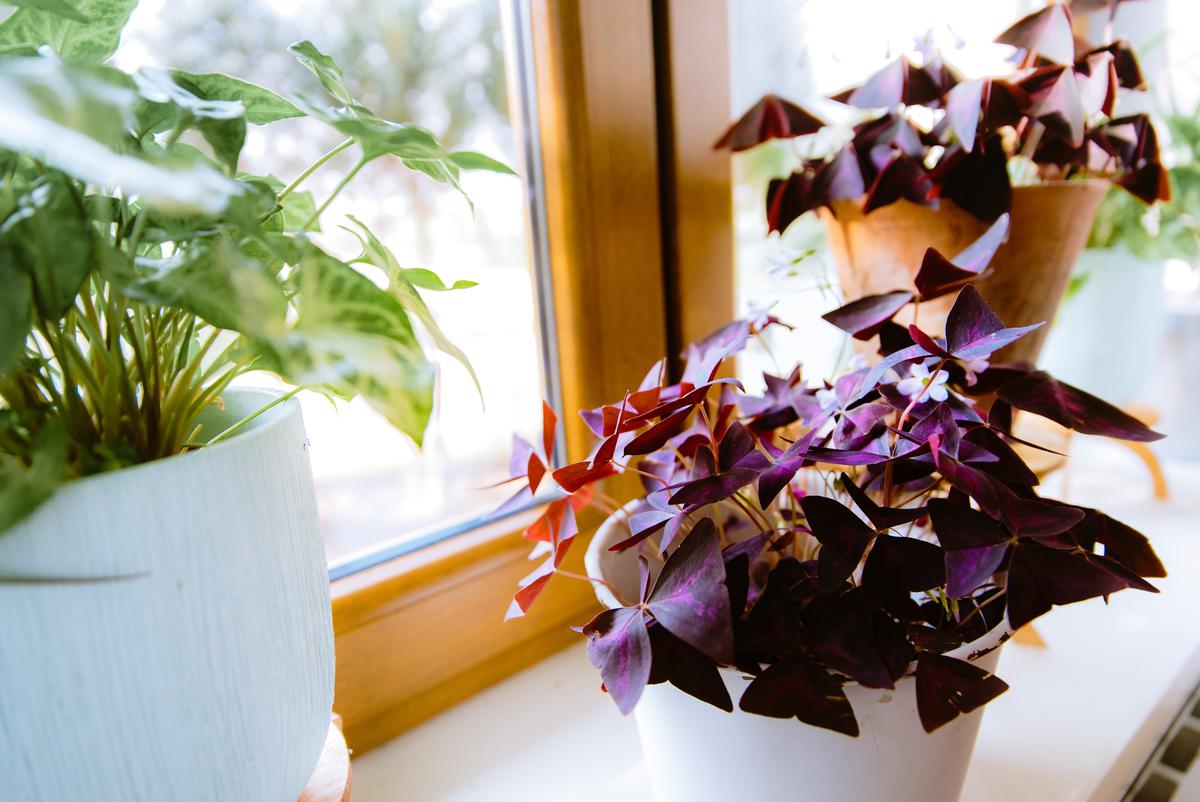 Imbue your home with luxuriant warm-weather colors with shamrock flowers.