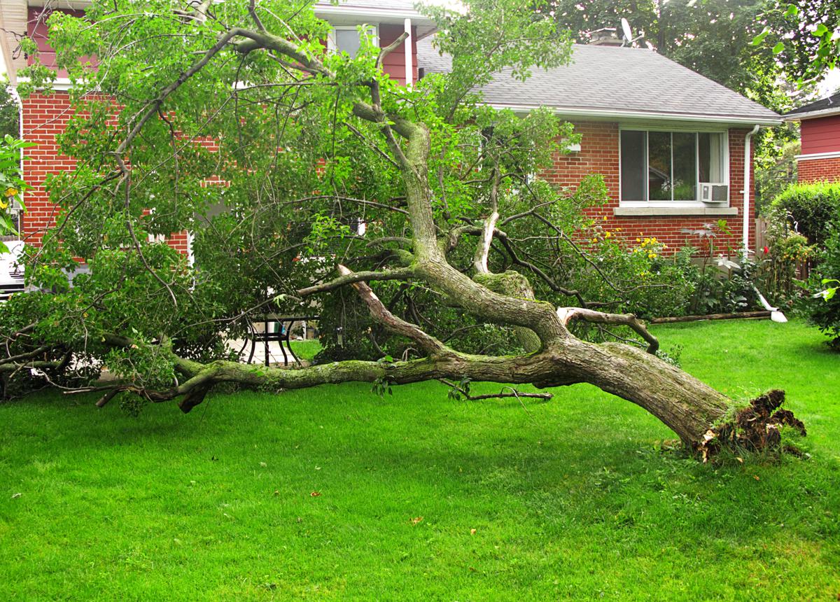 Biggest Dangerous On Your Lawn and Backyard During Windy Storms