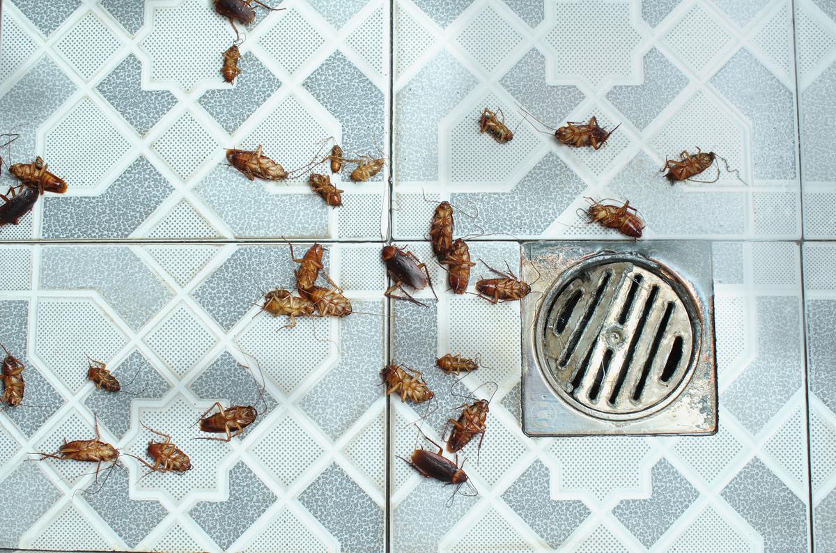 Make your bathroom look like it’s been overrun with creepy crawlies for a very spooky effect.