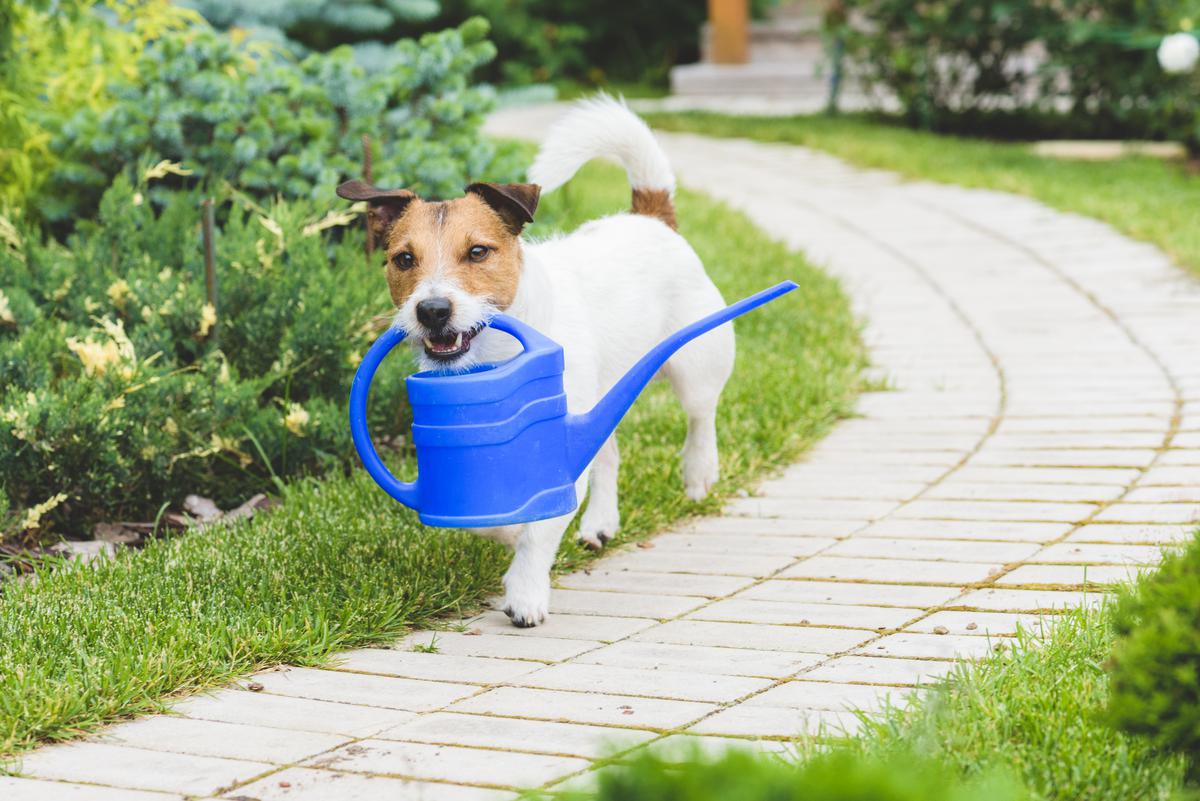 Outdoor invisible fences keep your pet from straying outside of your lawn and away from danger.