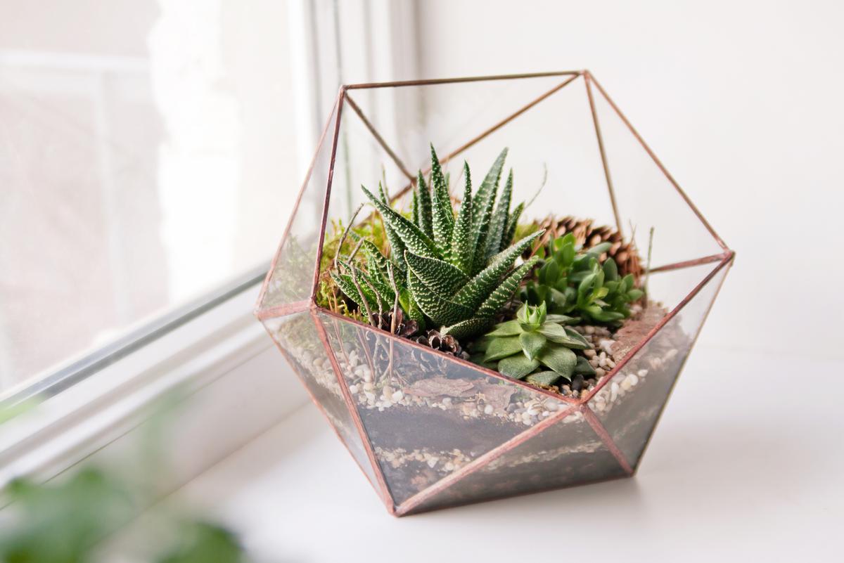 Potted Plant Inspiration to Spruce Up an Indoor Garden