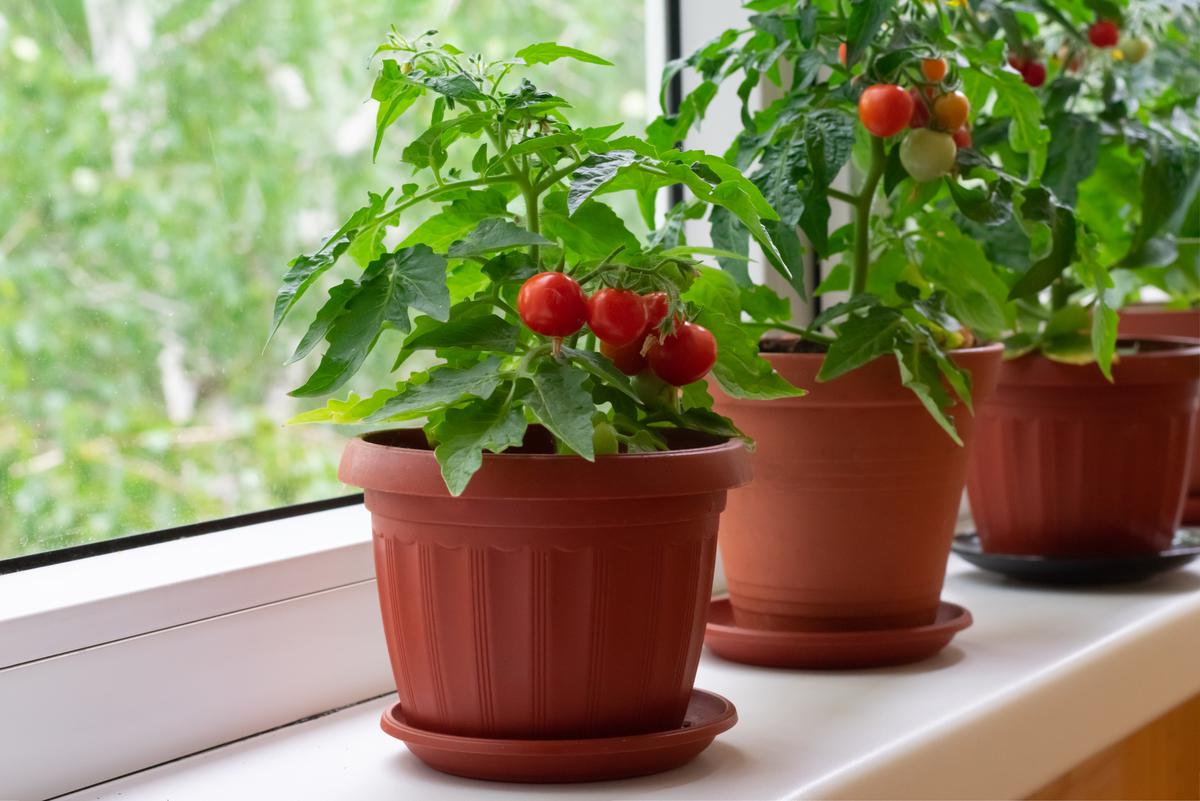The Different Ways You Can Grow Cherry Tomatoes at Home