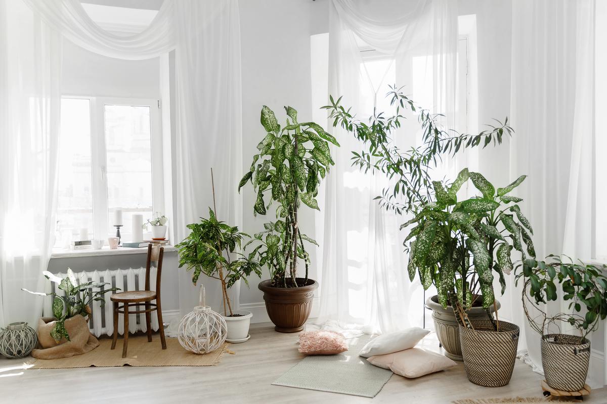 The Easiest Way to Incorporate Biophilia in Your Home
