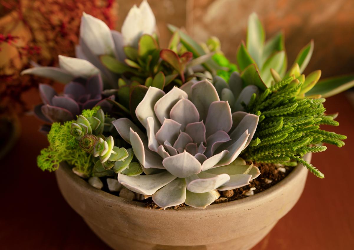 The Perfect Addition to Arid Climate Landscapes