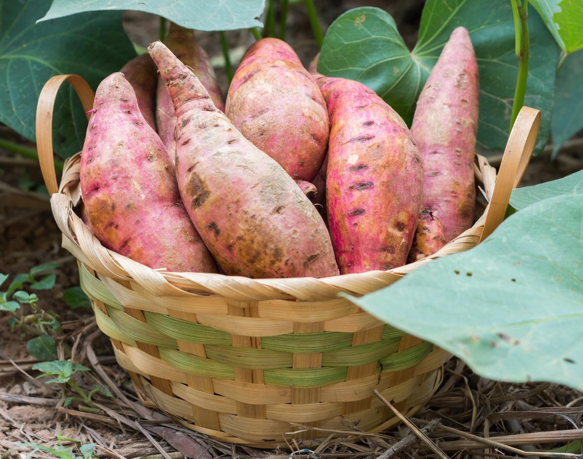 Vegetables to Grow In Your Home Garden