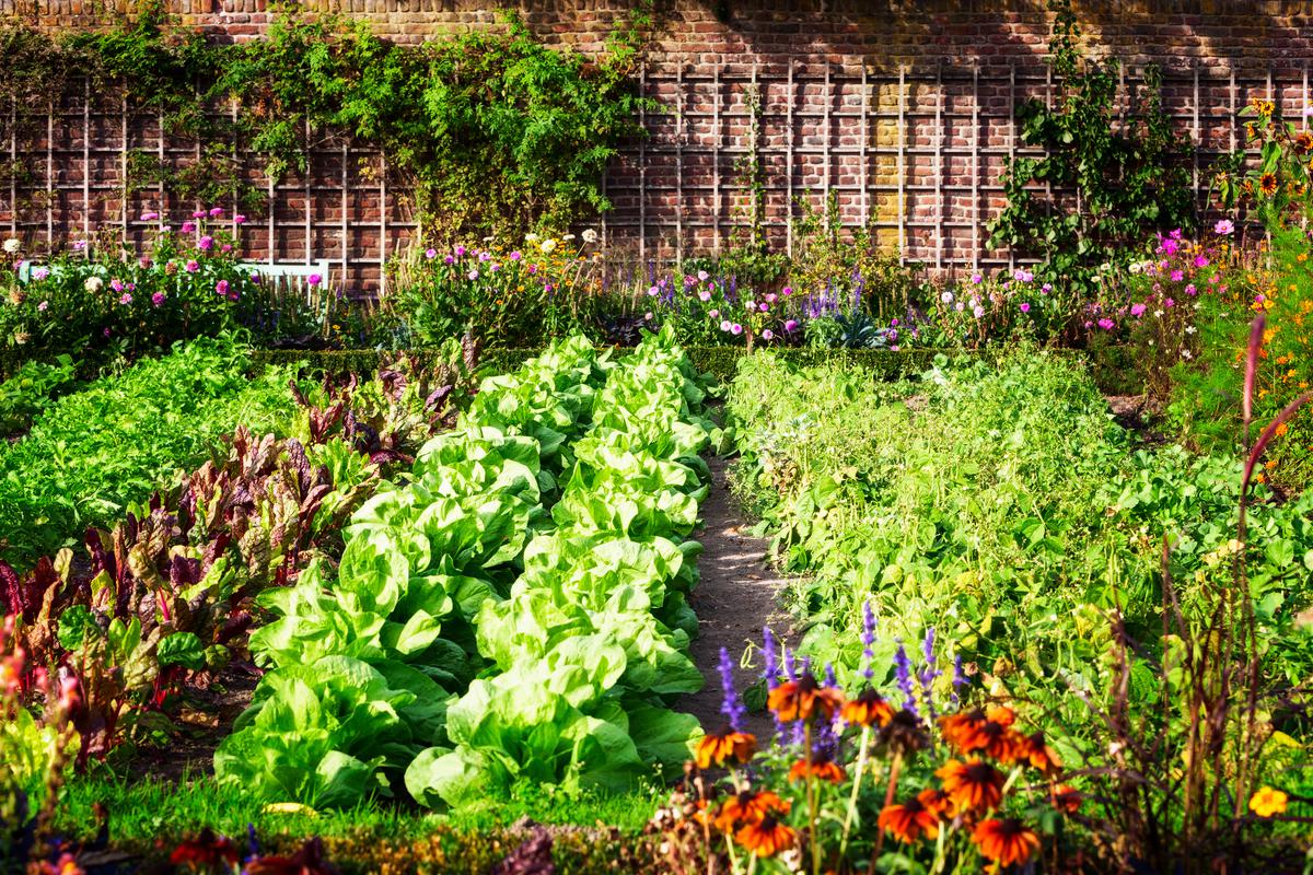 What to Plant In Your New Garden