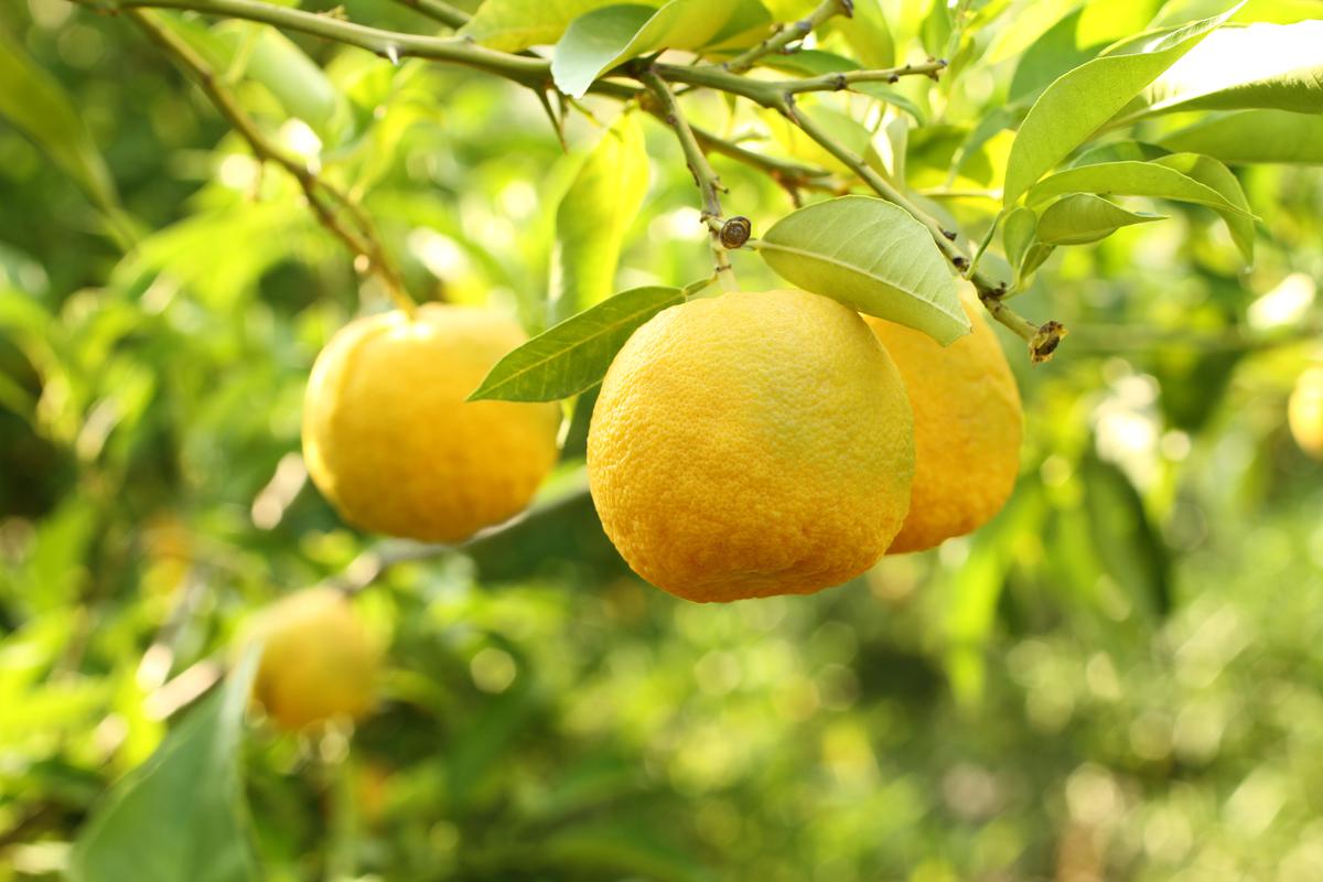 Why You Should Grow Yuzu