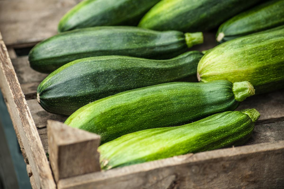 Why You Should Plant Zucchini In Your Garden