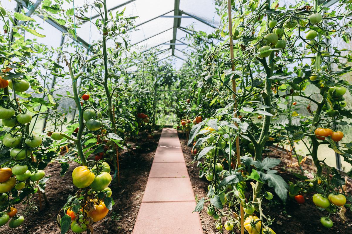 Why You'll Love Having Your Own Greenhouse